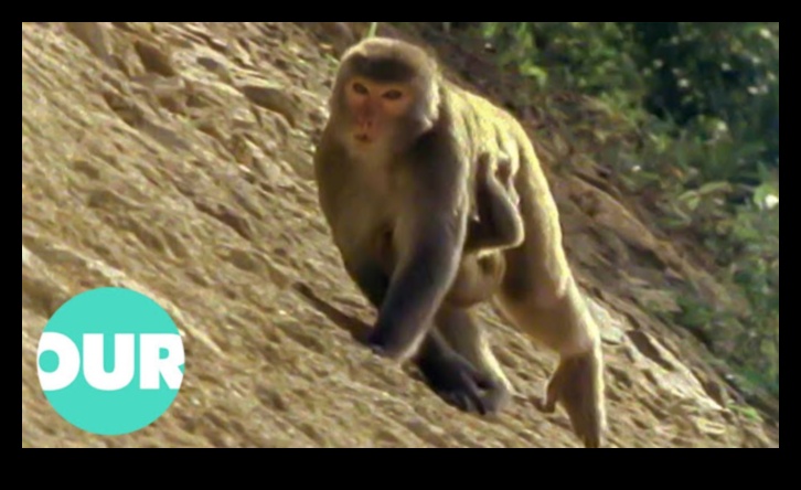 ספארי עירוני מבט מודרני על חקר המדבר 2 ספארי עירוני: חקר פראי באופנה אורבנית