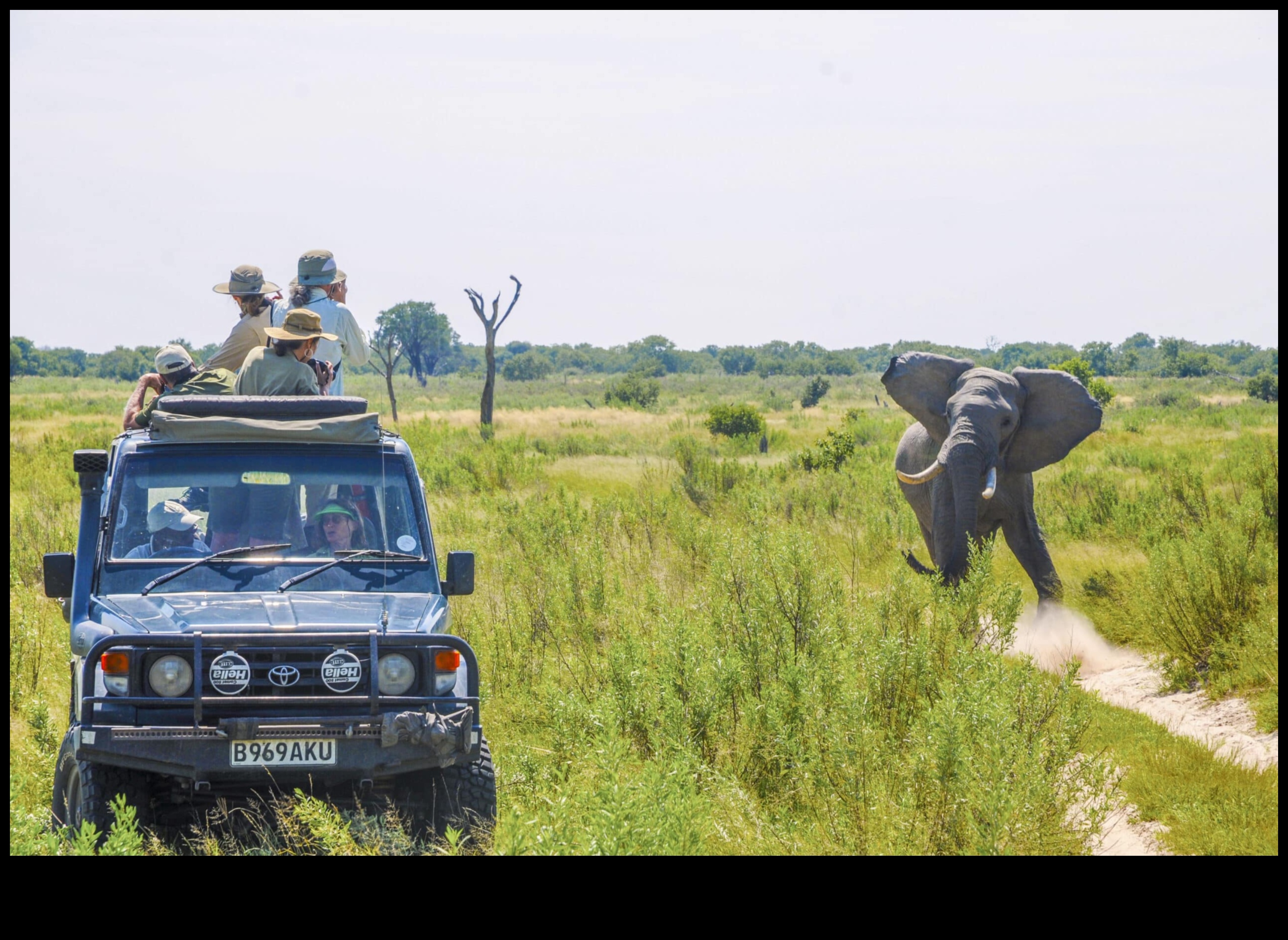 ספארי עירוני מבט מודרני על חקר המדבר 5 ספארי עירוני: חקר פראי באופנה אורבנית