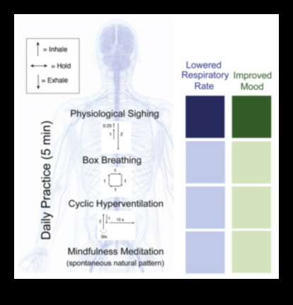 לנשום לרווחה: גישה ממוקדת נשימה לטיפוח טכניקות יעילות להפחתת מתחים