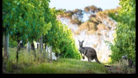 ספארי עיר מבט עכשווי על חקר השממה 5 ספארי עירוני: חקר פראי באופנה אורבנית