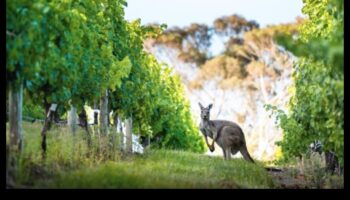 ספארי עירוני: חקר פראי באופנה אורבנית
